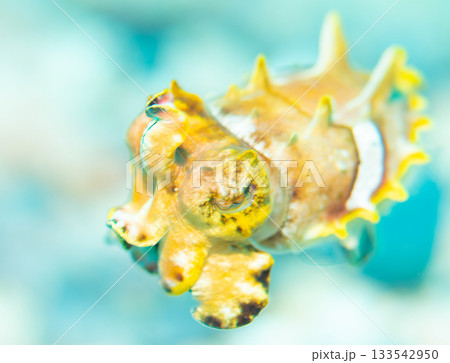 ハナイカ（幼体）のマクロ接写｜鮮やかな黄色模様が美しい慶良間諸島の海洋生物 133542950