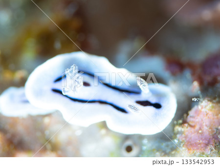 ミゾレウミウシのマクロ接写｜白い体に黒いラインが映える慶良間諸島の海洋生物 133542953