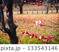 公園に咲く梅の花 133543146