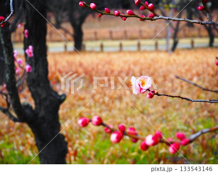 公園に咲く梅の花 公園に咲く梅の花 133543146
