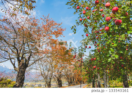 桜並木とリンゴ畑　大町市 133543161