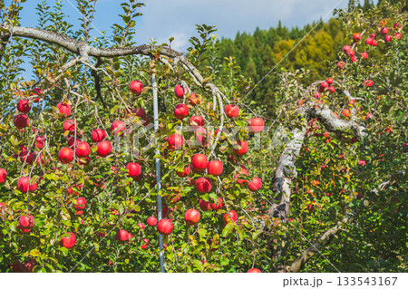 鈴なりのフジりんご　 133543167