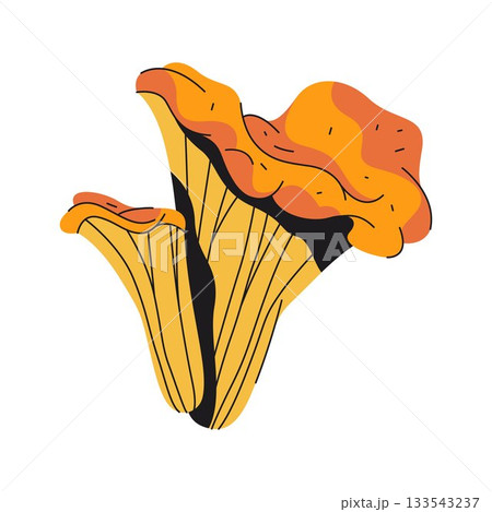 Chanterelle edible mushroom or forest fungus. Vector eurasia cantharellus. Cartoon icon of woodland nature. Mycology element for study poster. Fungi with stem and cap. Forage and botany graphic. 133543237