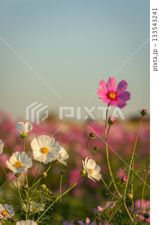 埼玉県鴻巣市のコスモス畑、夕焼け前の青空とピンクの秋桜 133543241