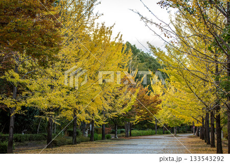 秩父ミューズパークのイチョウ並木、黄金色のトンネル 133543292
