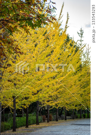 秩父ミューズパークのイチョウ並木、黄金色に輝く秋の風景 133543293
