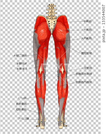 Muscles of the posterior part of the lower limbs (superficial layer) Muscles of the posterior part of the lower limbs (superficial layer) 133544007