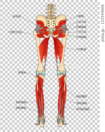 下肢後側肌肉（深層） 133544008