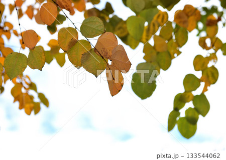 美しく紅葉するカツラの木 美しく紅葉するカツラの木 133544062