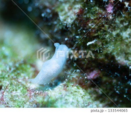 ウミヅタキヌハダウミウシのマクロ接写｜半透明の白い体が美しい慶良間諸島の海洋生物 133544065
