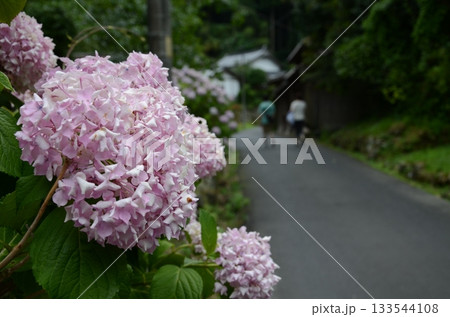 田舎道に咲くピンクの紫陽花と初夏の散策風景 133544108