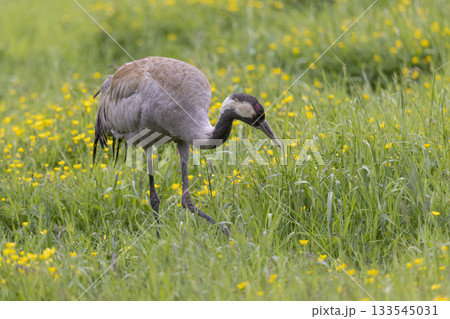 Common crane foraging among wildflowers in Jotunheimen National Park during springtime in Norway 133545031