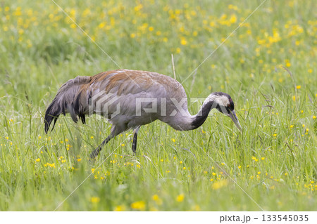Common crane foraging in Jotunheimen National Park's vibrant meadows during a sunny afternoon Common crane foraging in Jotunheimen National Park's vibrant meadows during a sunny afternoon 133545035