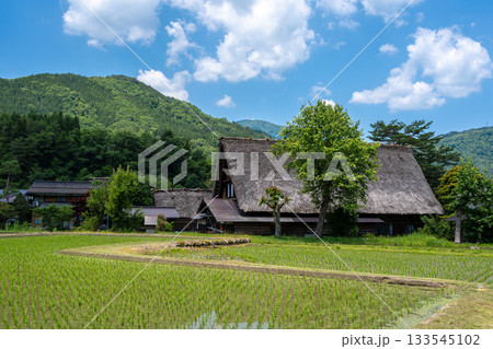 Traditional houses and rice fields in Shirakawa-go, rural Japan Traditional houses and rice fields in Shirakawa-go, rural Japan 133545102