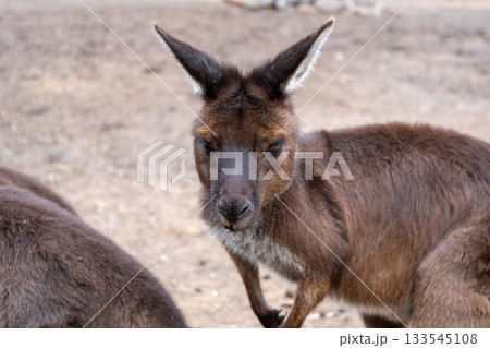Kangaroos standing on dry ground on Kangaroo Island, Australia Kangaroos standing on dry ground on Kangaroo Island, Australia 133545108