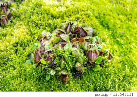 Cephalotus follicularis at Singapore Botanic Gardens 133545111