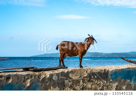 Goat standing on a wall, Malenge Island, Togian Archipelago, Sulawesi, Indonesia 133545118
