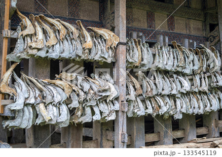 Buffalo jaws on a traditional Toraja house, Sulawesi, Indonesia Buffalo jaws on a traditional Toraja house, Sulawesi, Indonesia 133545119