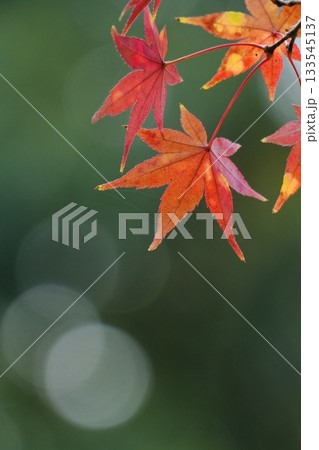 真っ赤な紅葉 美しいもみじ 玉ボケ背景 真っ赤な紅葉 美しいもみじ 玉ボケ背景 133545137