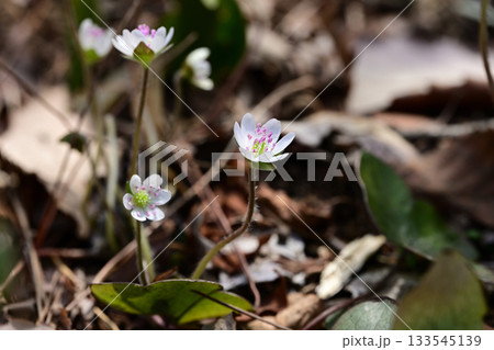 早春の落ち葉の中で咲く山野草　オオミスミソウ（雪割草） 133545139