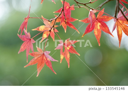 真っ赤な紅葉　美しいもみじ　玉ボケ背景 133545146
