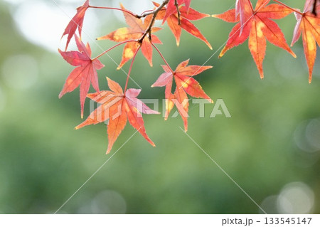真っ赤な紅葉 美しいもみじ 玉ボケ背景 真っ赤な紅葉 美しいもみじ 玉ボケ背景 133545147