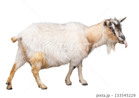 舌を出しているヤギ 133545229