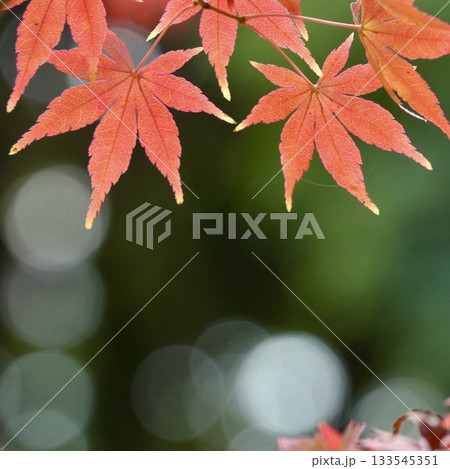 美しいもみじ アップ 紅葉 玉ボケ背景 美しいもみじ アップ 紅葉 玉ボケ背景 133545351