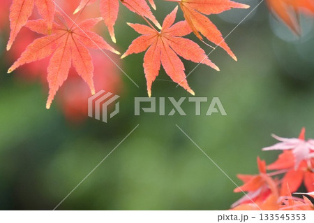 美しいもみじ アップ 紅葉 玉ボケ背景 美しいもみじ アップ 紅葉 玉ボケ背景 133545353