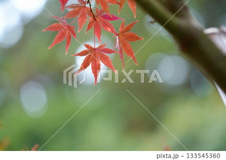 美しく紅葉したもみじ キレイな玉ボケ背景 美しく紅葉したもみじ キレイな玉ボケ背景 133545360