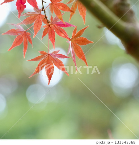 美しく紅葉したもみじ　キレイな玉ボケ背景 133545369