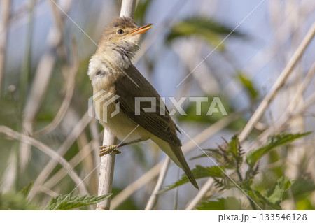 Common reed warbler singing in the natural reserve of Wolkenberg during a sunny day in Baarn, Netherlands Common reed warbler singing in the natural reserve of Wolkenberg during a sunny day in Baarn, Netherlands 133546128