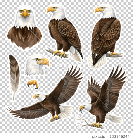 Set of eagle character. illustration design Set of eagle character. illustration design 133546244