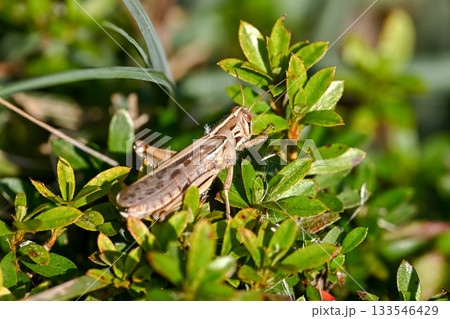 ツチイナゴ 133546429