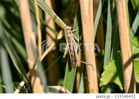 ツチイナゴ 133546432