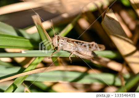 ツチイナゴ 133546435