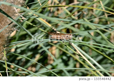 ツチイナゴ ツチイナゴ 133546442