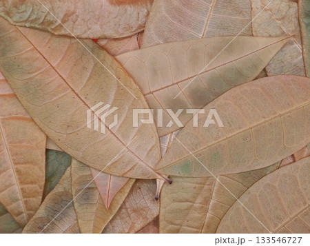 枯れ葉・落ち葉を俯瞰で撮影した写真 133546727