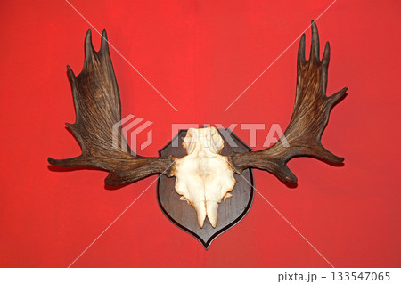 Antlers Trophy Red Wall Antlers Trophy Red Wall 133547065
