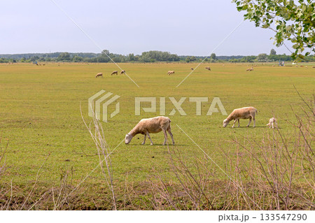 Free Range Sheep Field 133547290