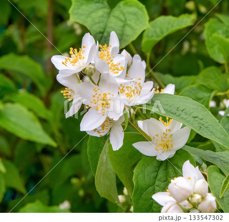 White Jasmine flowers close-up. Blooming jasmine shrub. 133547302