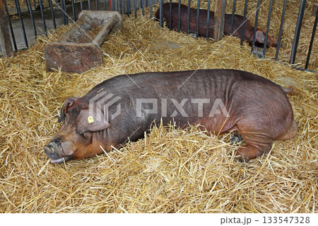 Brown Hog Pig 133547328