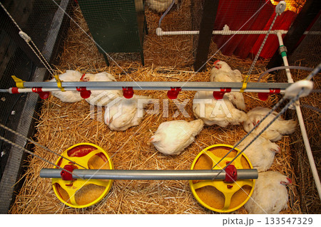 Chickens Coop Top View Chickens Coop Top View 133547329