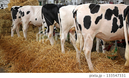 Cows Dairy Farm Cows Dairy Farm 133547331