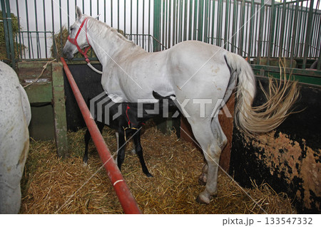 Dam Horse Foal Stable Dam Horse Foal Stable 133547332