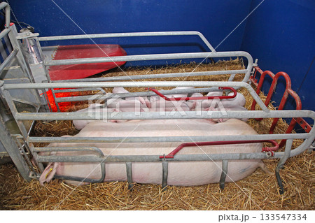 Farrowing Crate Sow Pigs Farrowing Crate Sow Pigs 133547334