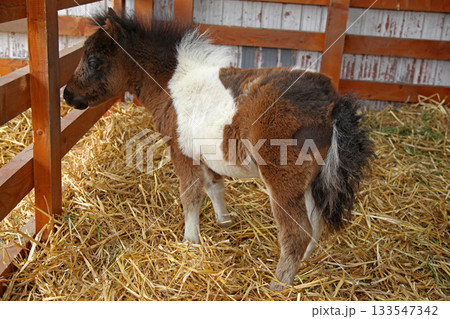 Newborn Foal Pony Horse Newborn Foal Pony Horse 133547342