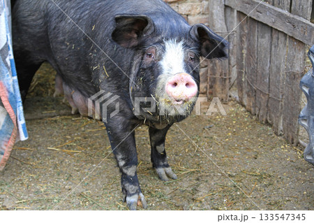 Black Sow Pig 133547345