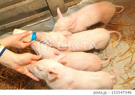 Bottle Feed Piglets Bottle Feed Piglets 133547346
