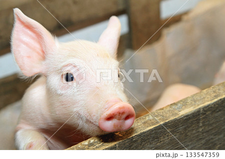 Piglet Wooden Fence Piglet Wooden Fence 133547359